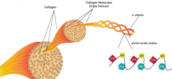 Tác dụng của collagen đối với làn da